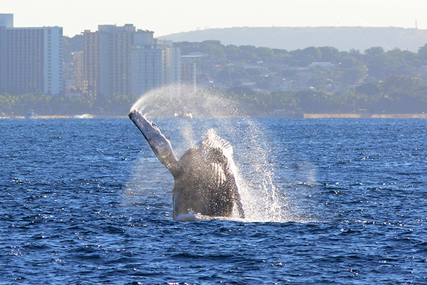 Whale watching off Waikiki Beach